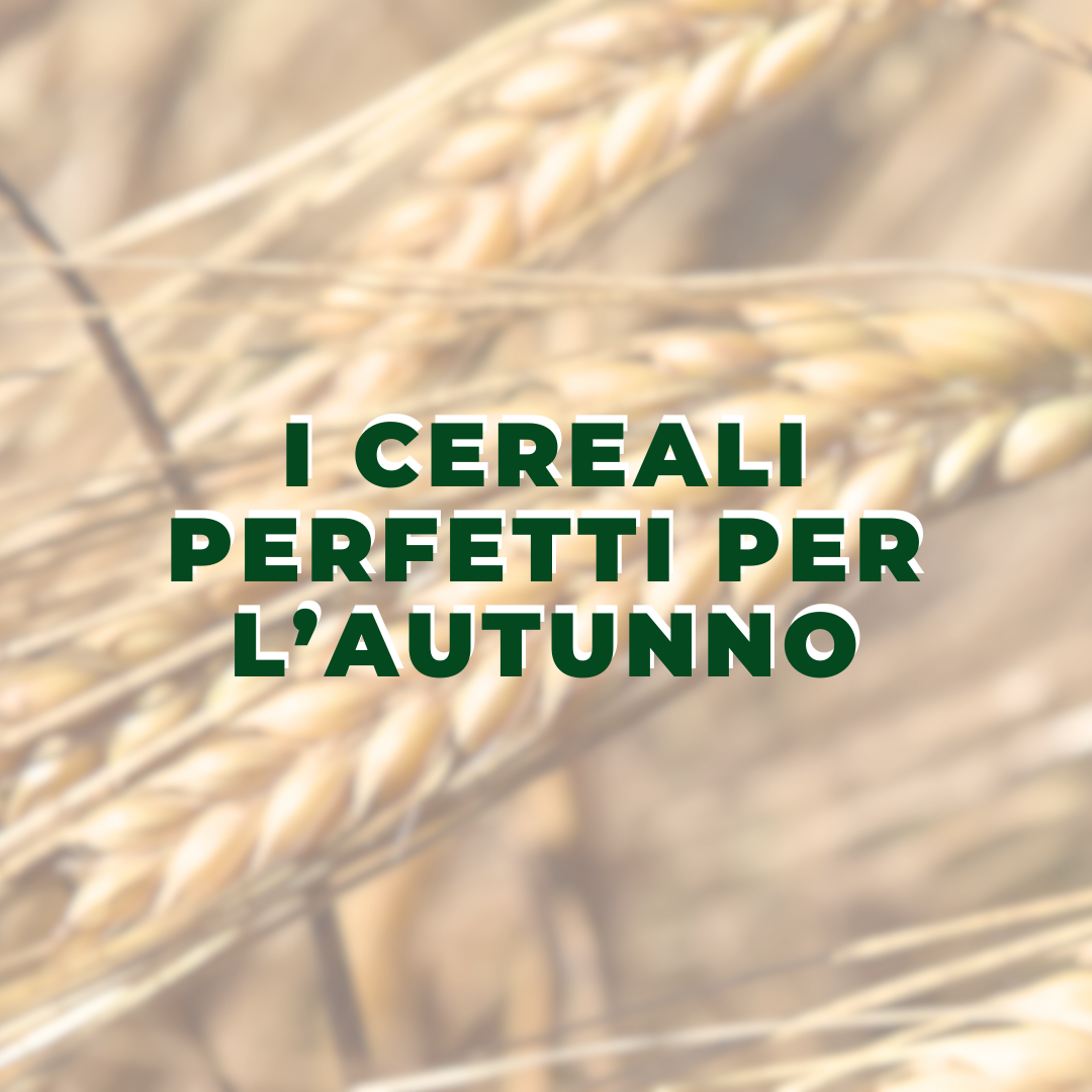 Autunno in Cucina: Scopri i Cereali Perfetti per la Stagione